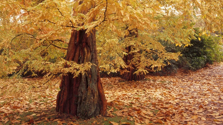 The bottom portion of an autumn tree to the left with other autumn trees beyond and autumn leaves covering the ground
